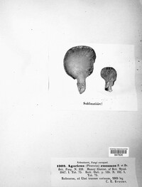 Pleurotus euosmus image